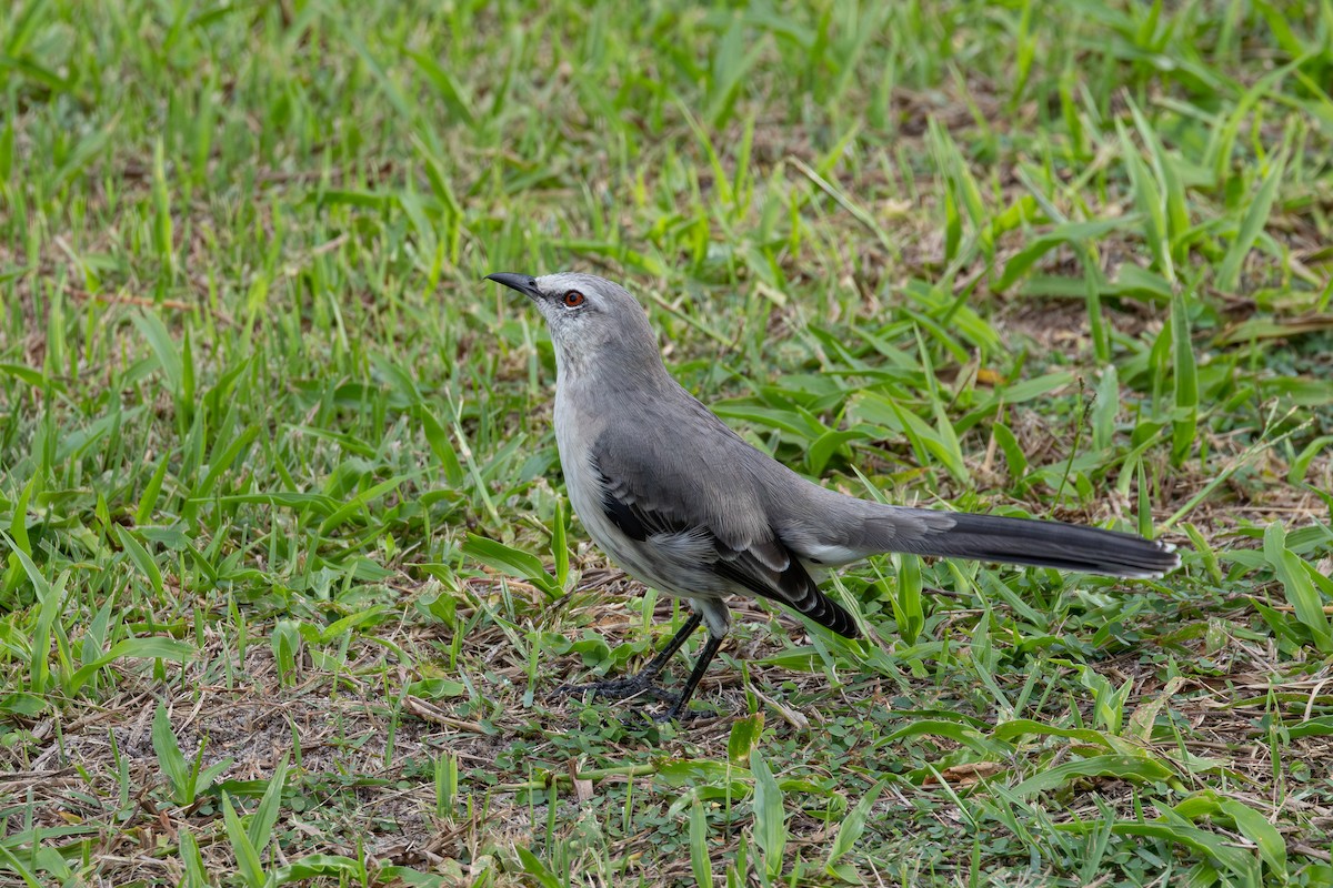 Tropical Mockingbird - Gustavo Dallaqua