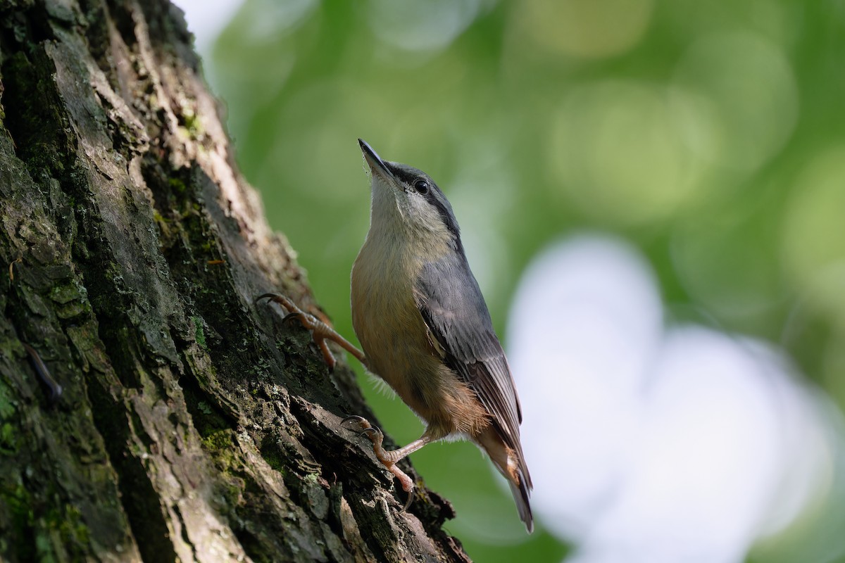 Eurasian Nuthatch - Andreas Stadler