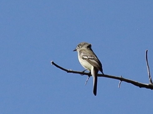 Dusky Flycatcher - Mohini Rawool-Sullivan