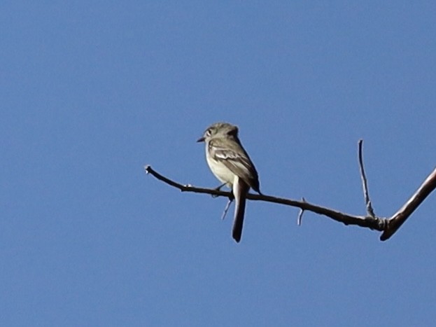 Dusky Flycatcher - Mohini Rawool-Sullivan