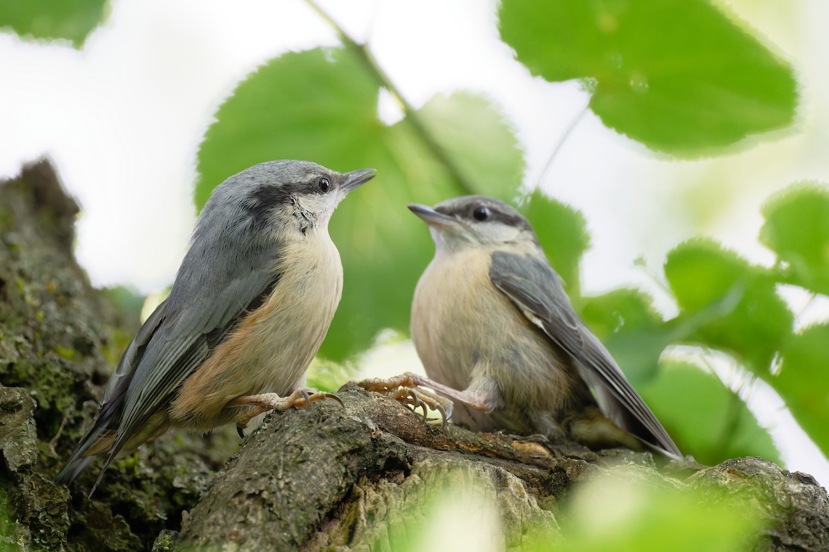 Eurasian Nuthatch - Andreas Stadler