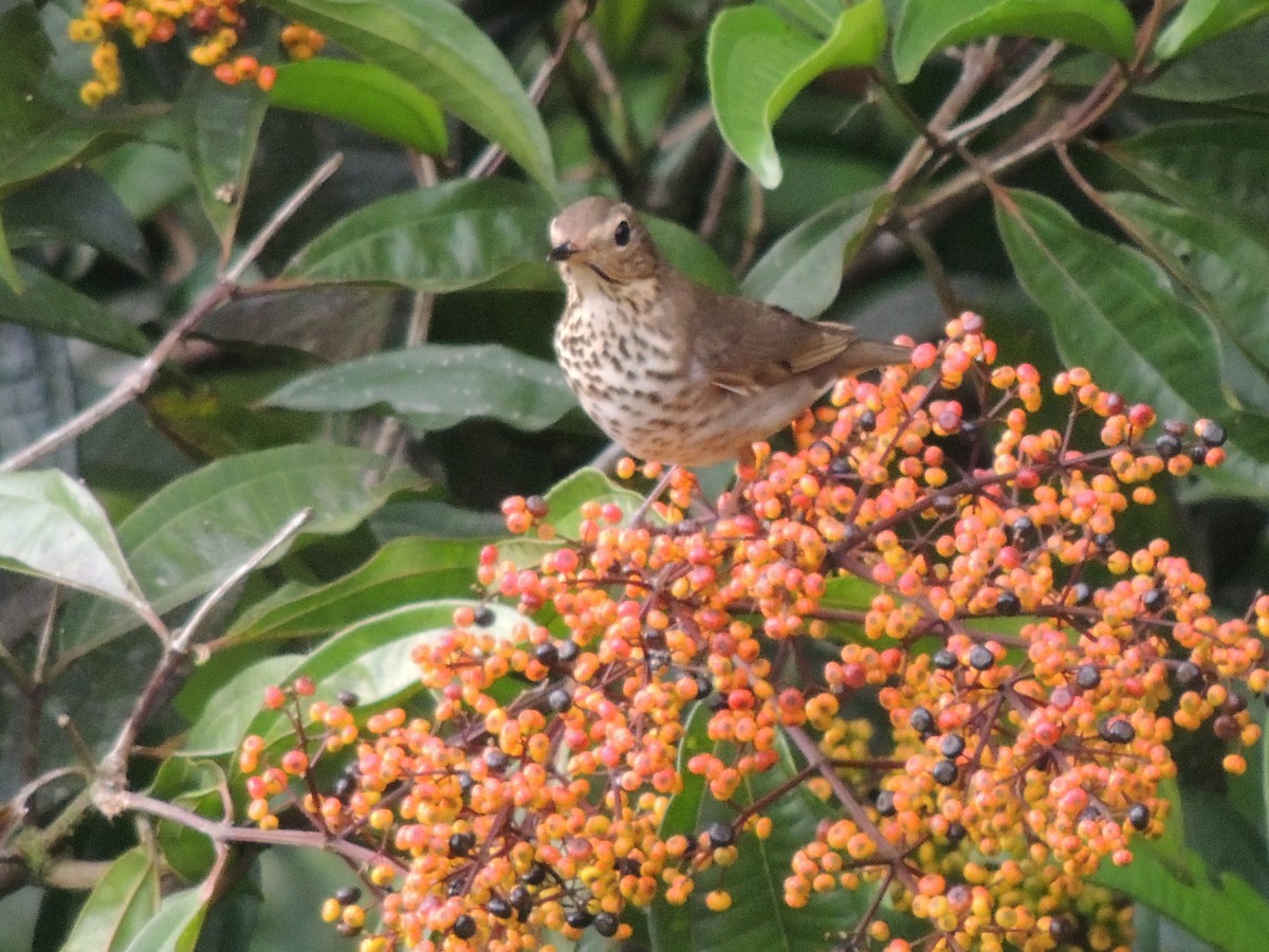 Swainson's Thrush - Roger Lambert