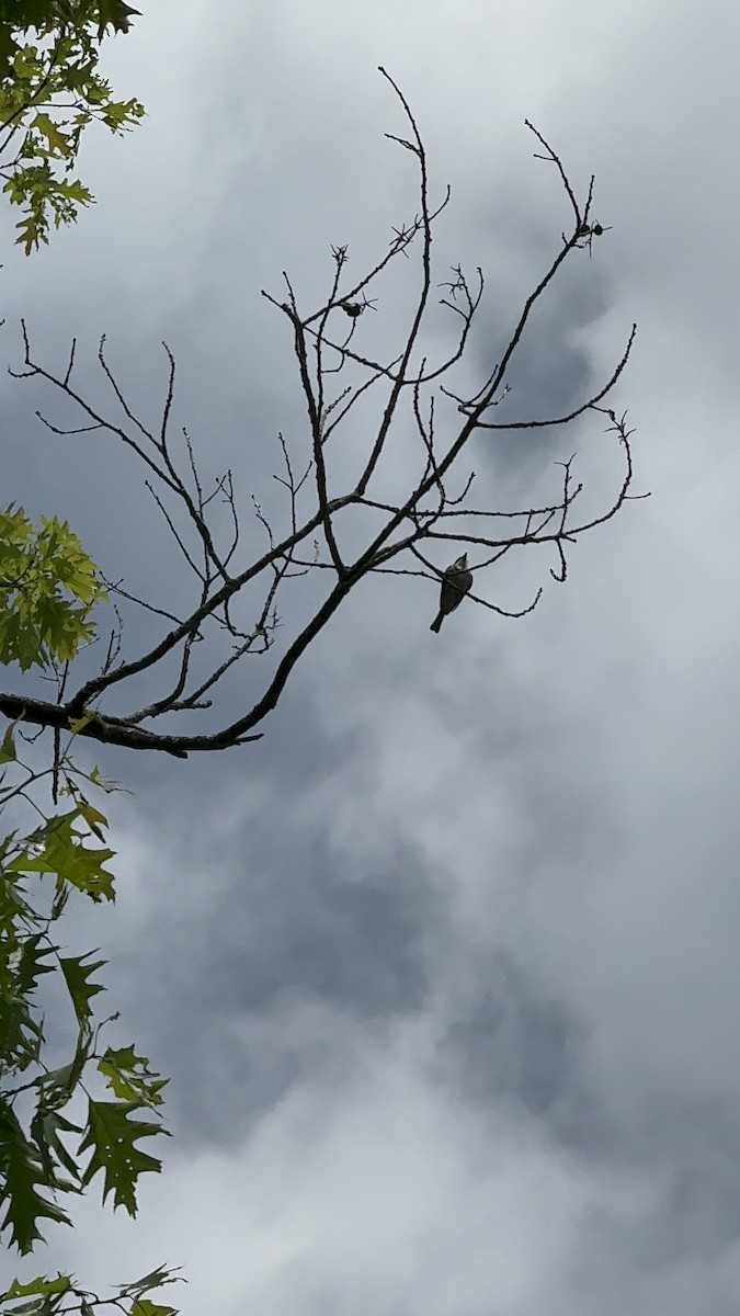 Eastern Phoebe - Sarah R