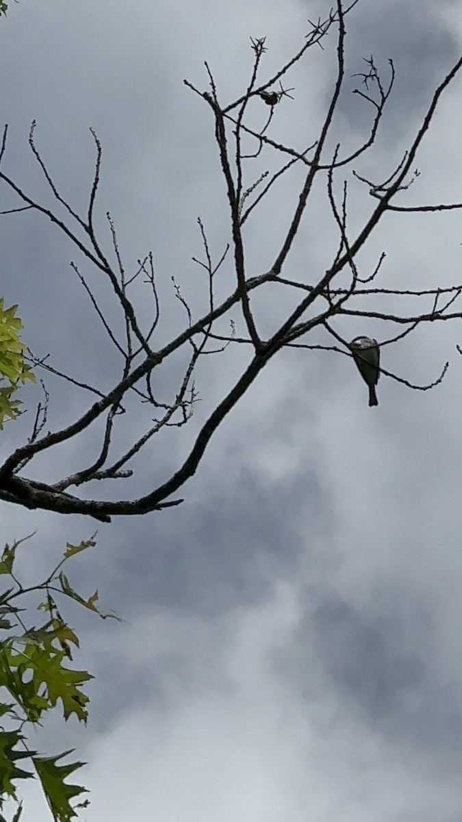 Eastern Phoebe - Sarah R