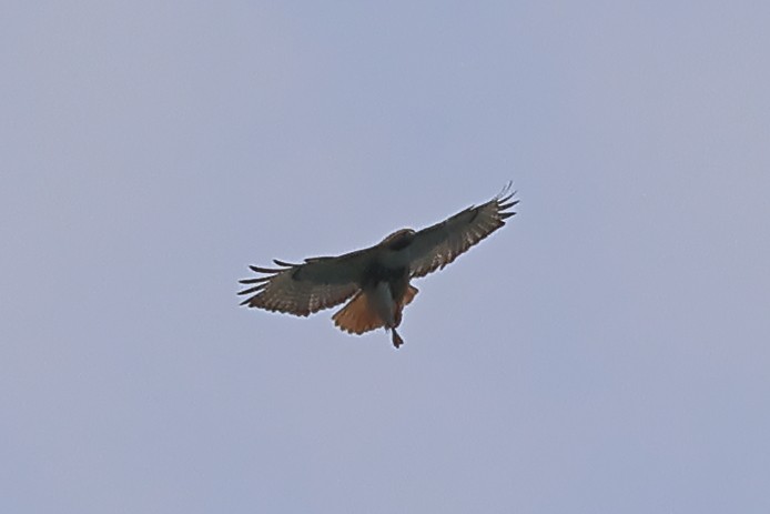 Red-tailed Hawk - ML619581882