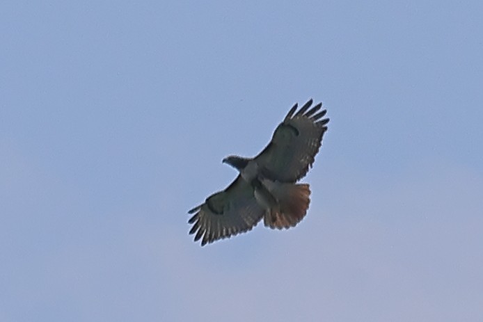 Red-tailed Hawk - ML619581884