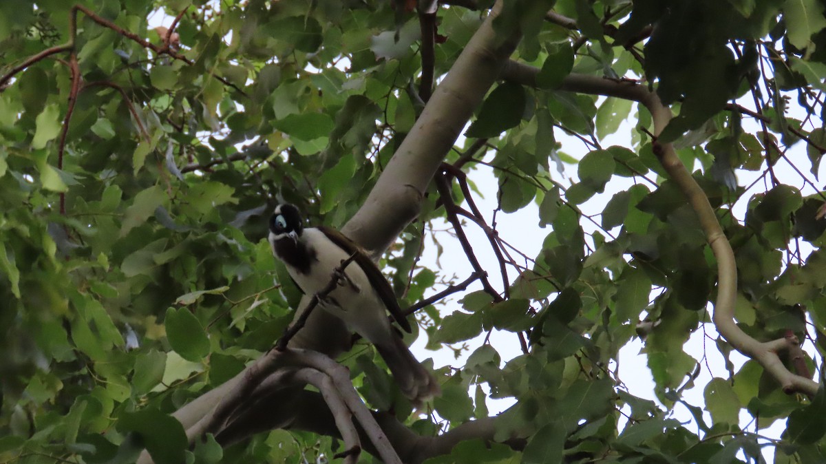 Blue-faced Honeyeater - Sarah Maddox