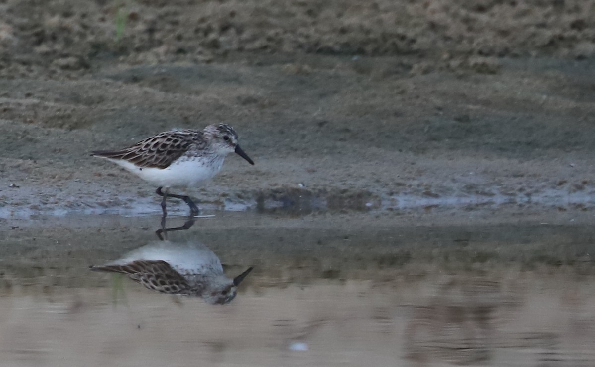 Semipalmated Sandpiper - ML619581893