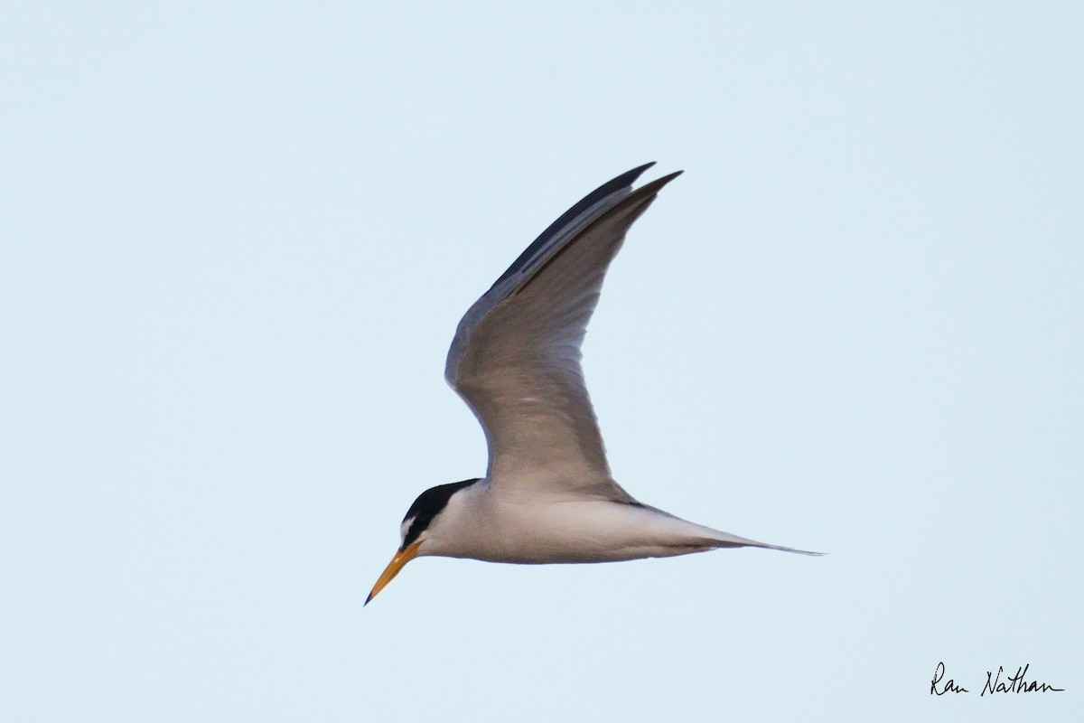 Little Tern - Ran Nathan