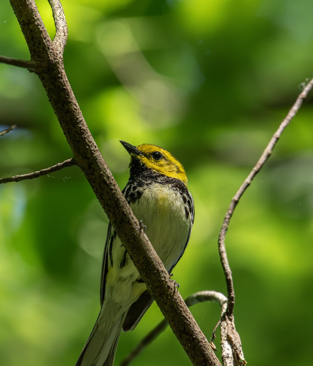 Black-throated Green Warbler - Alton Spencer