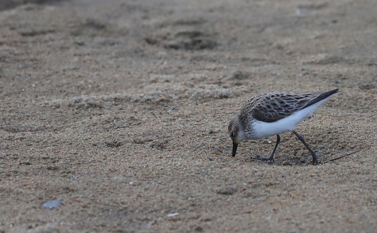 Semipalmated Sandpiper - Rob Bielawski