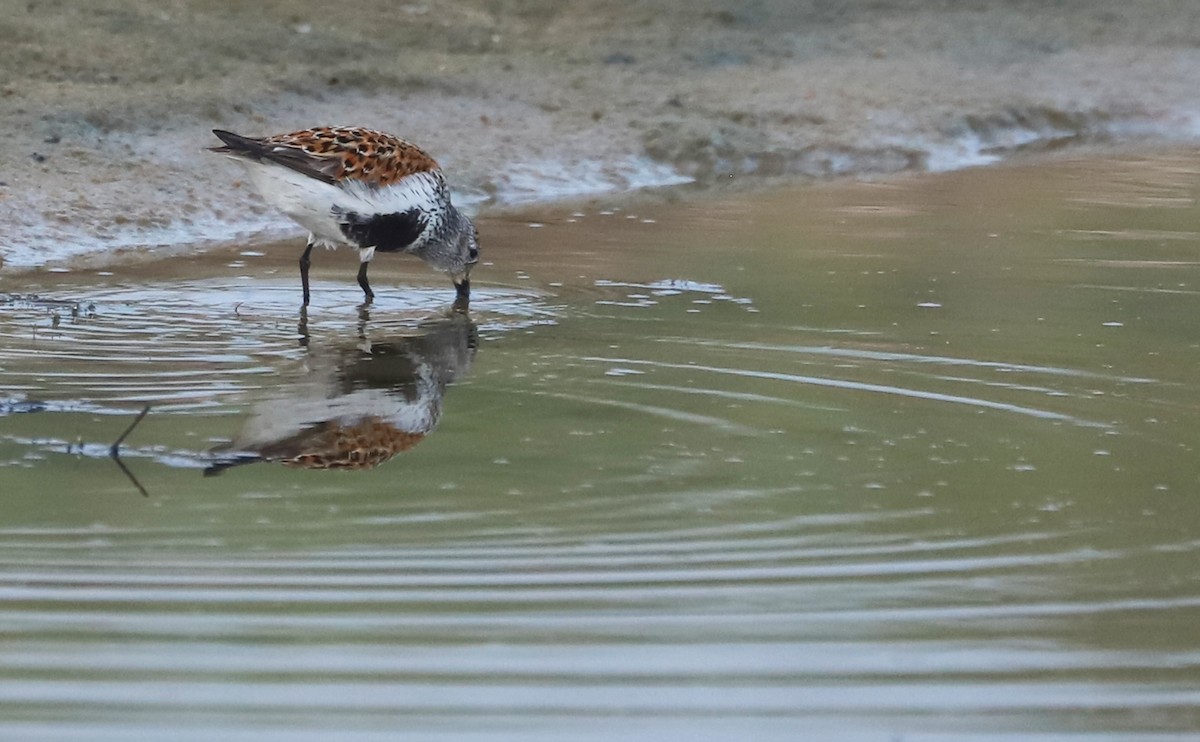 Dunlin - Rob Bielawski