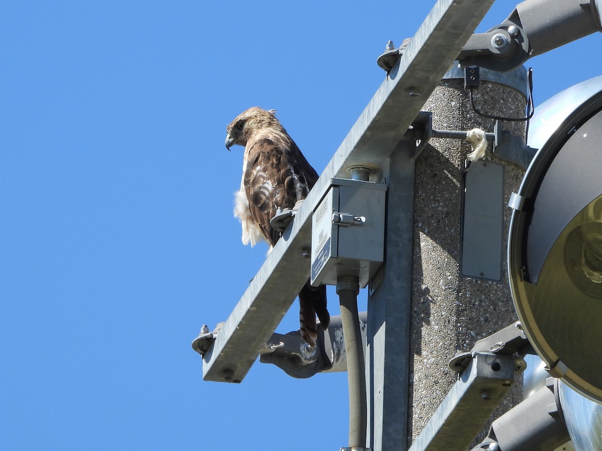 Red-tailed Hawk - Steve Hosmer