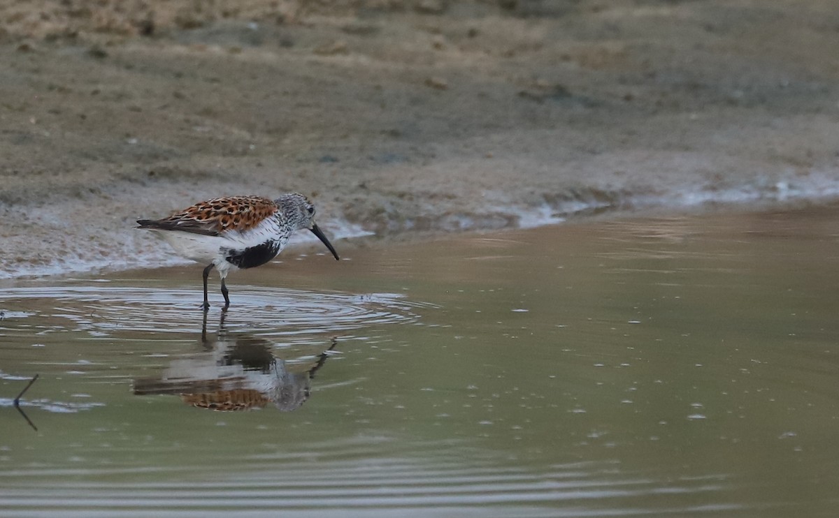 Dunlin - Rob Bielawski