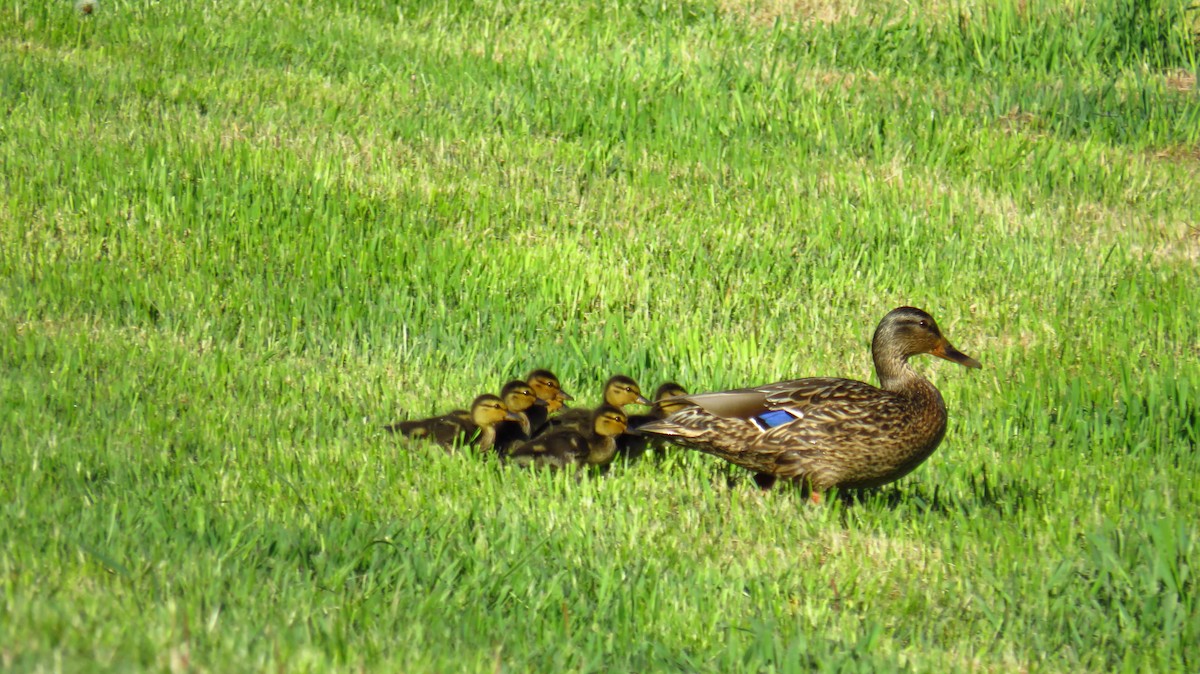 Mallard - Peter Fraser