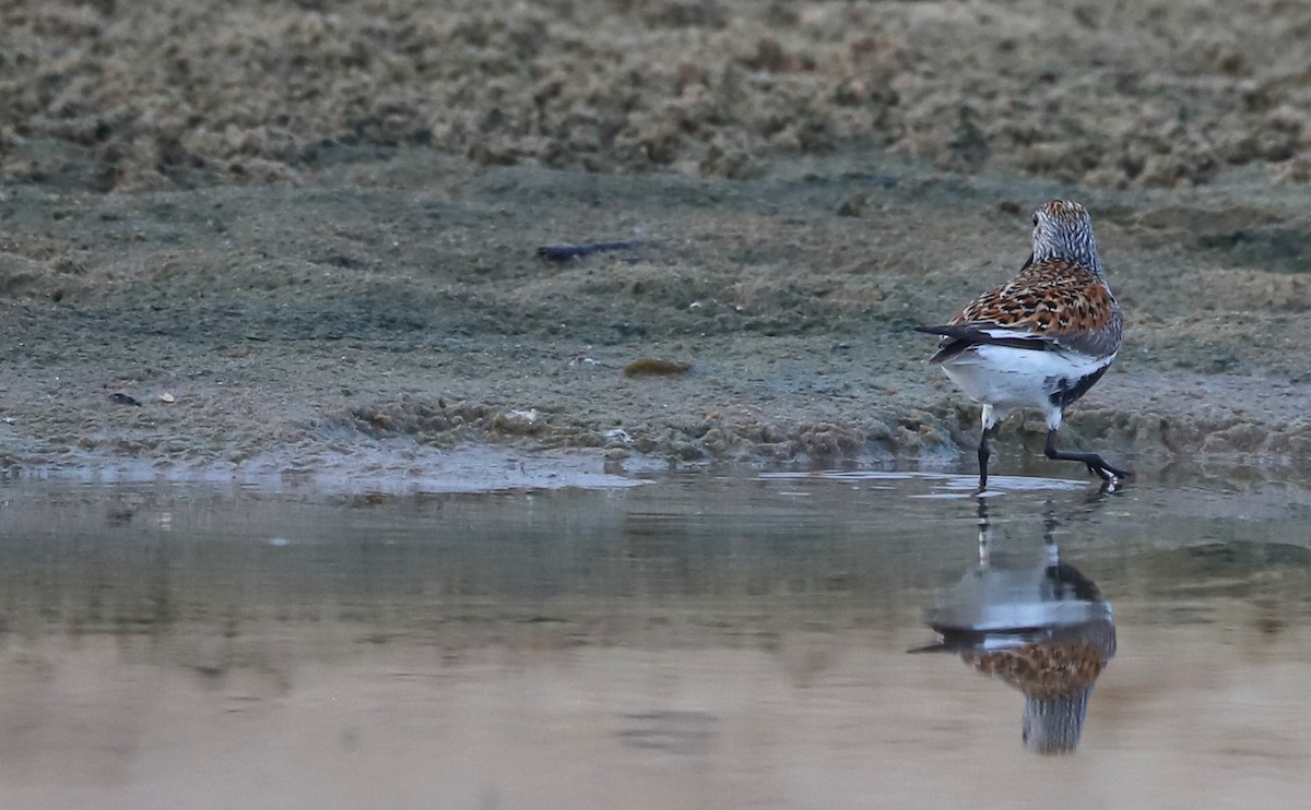 Dunlin - Rob Bielawski