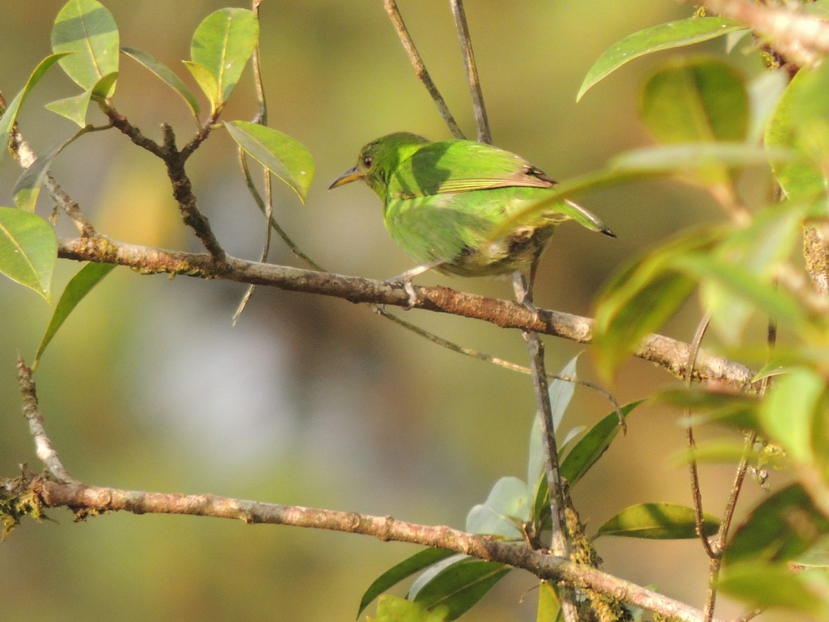 Green Honeycreeper - Roger Lambert