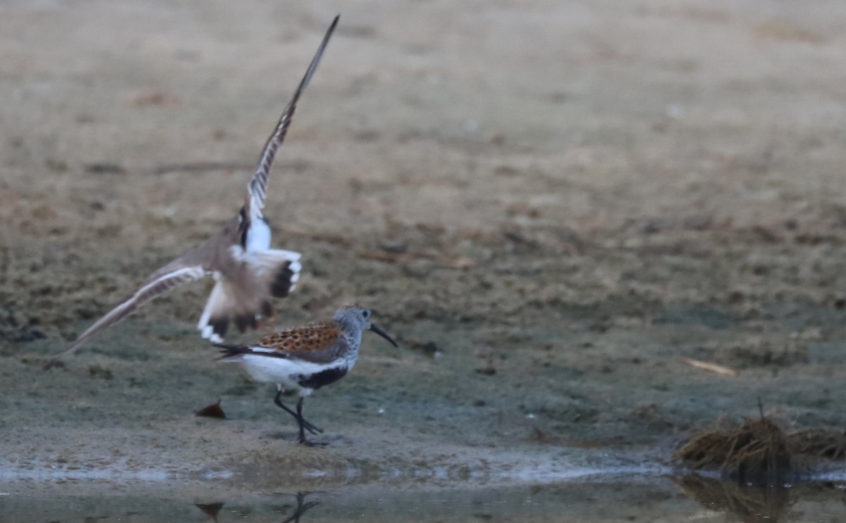 Dunlin - Rob Bielawski