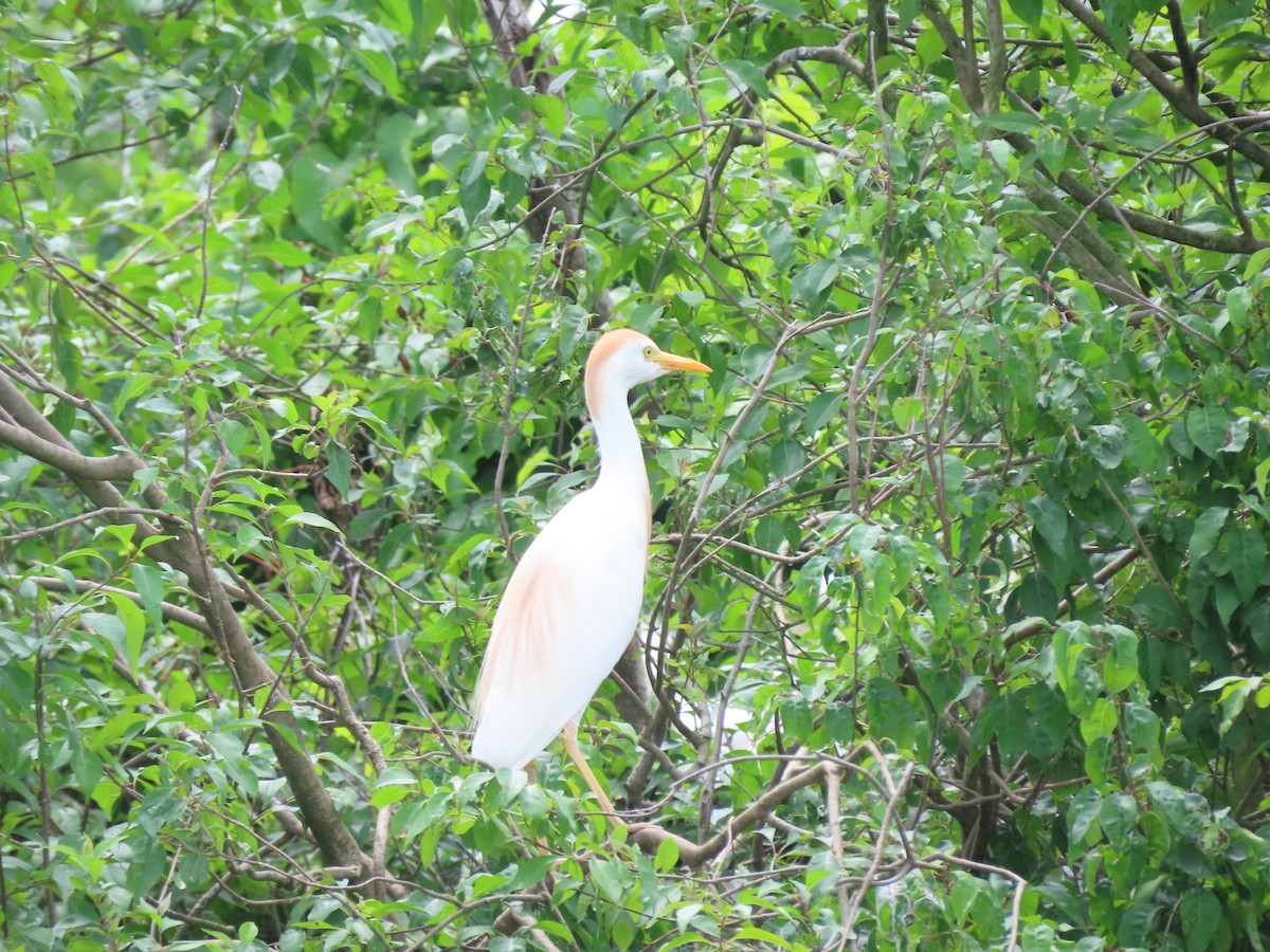 Western Cattle Egret - ML619581926