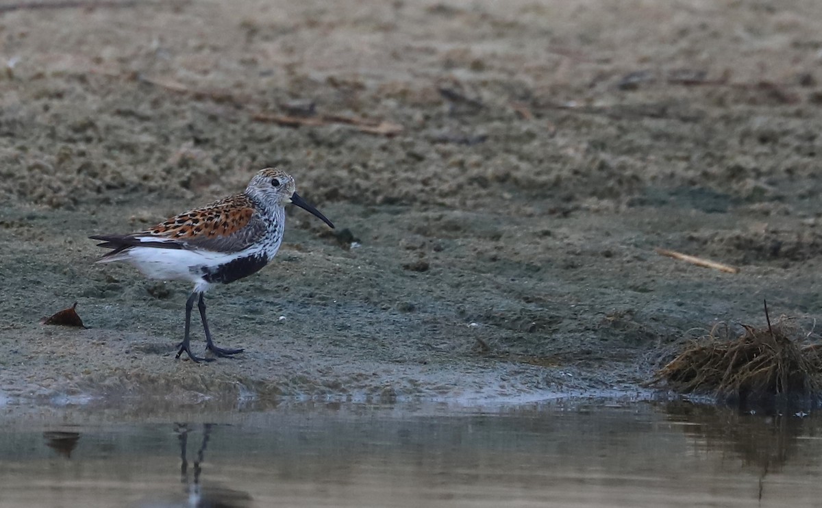 Dunlin - Rob Bielawski