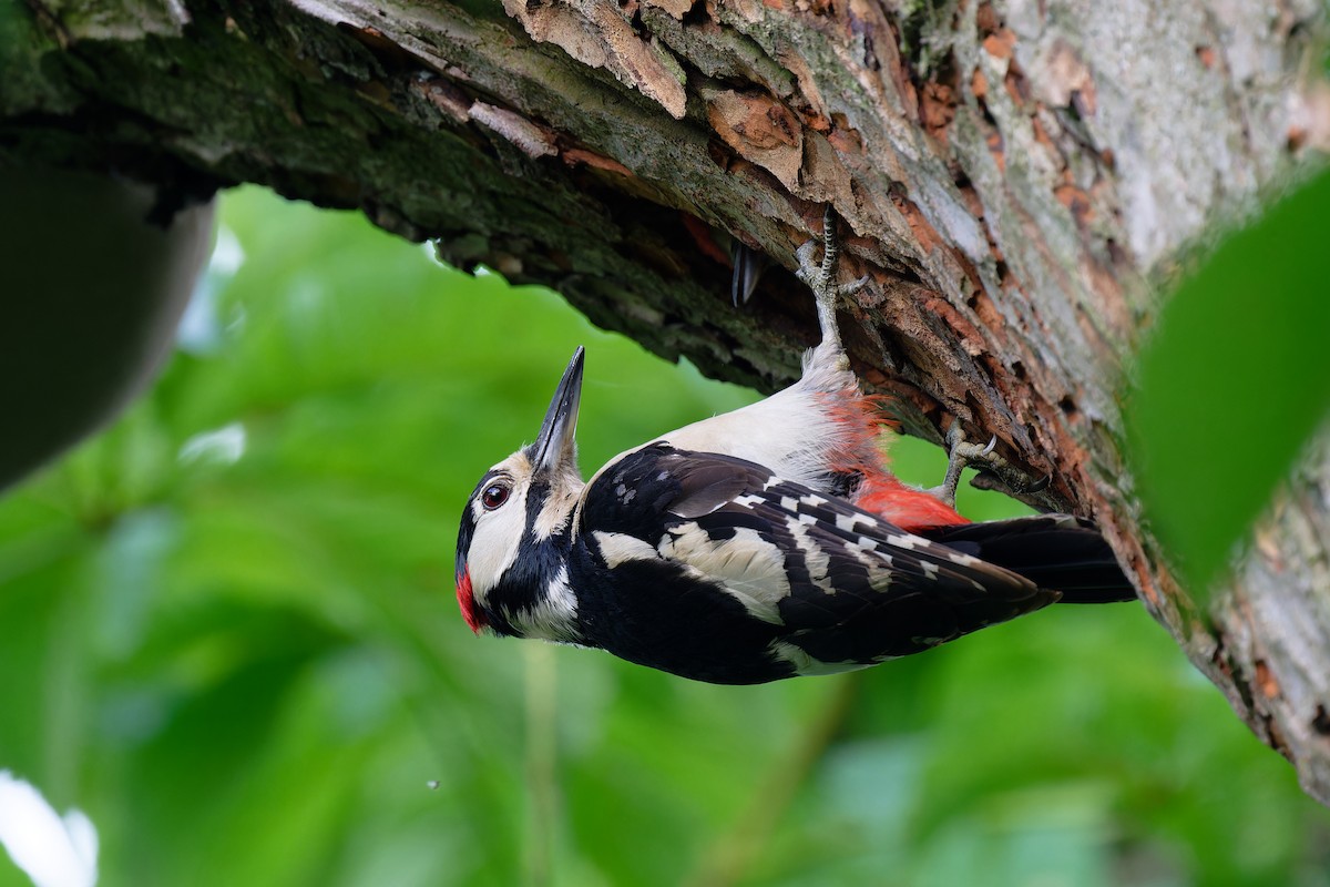 Great Spotted Woodpecker - Andreas Stadler