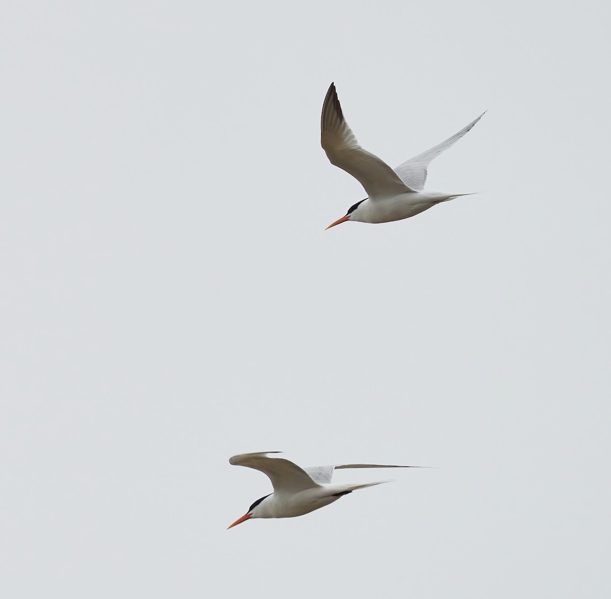 Elegant Tern - ML619581947