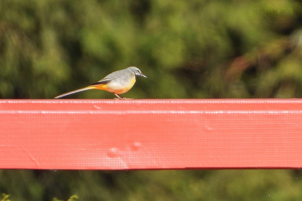 Gray Wagtail - Vladislav Železný