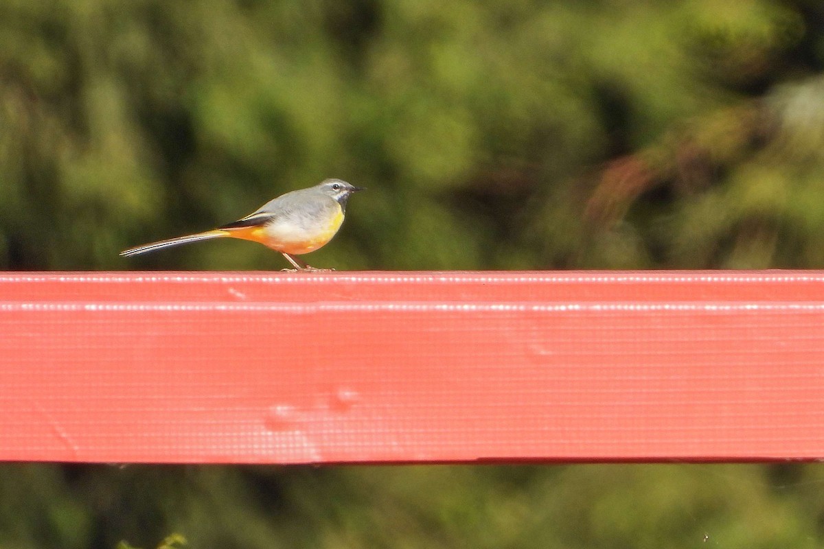 Gray Wagtail - Vladislav Železný