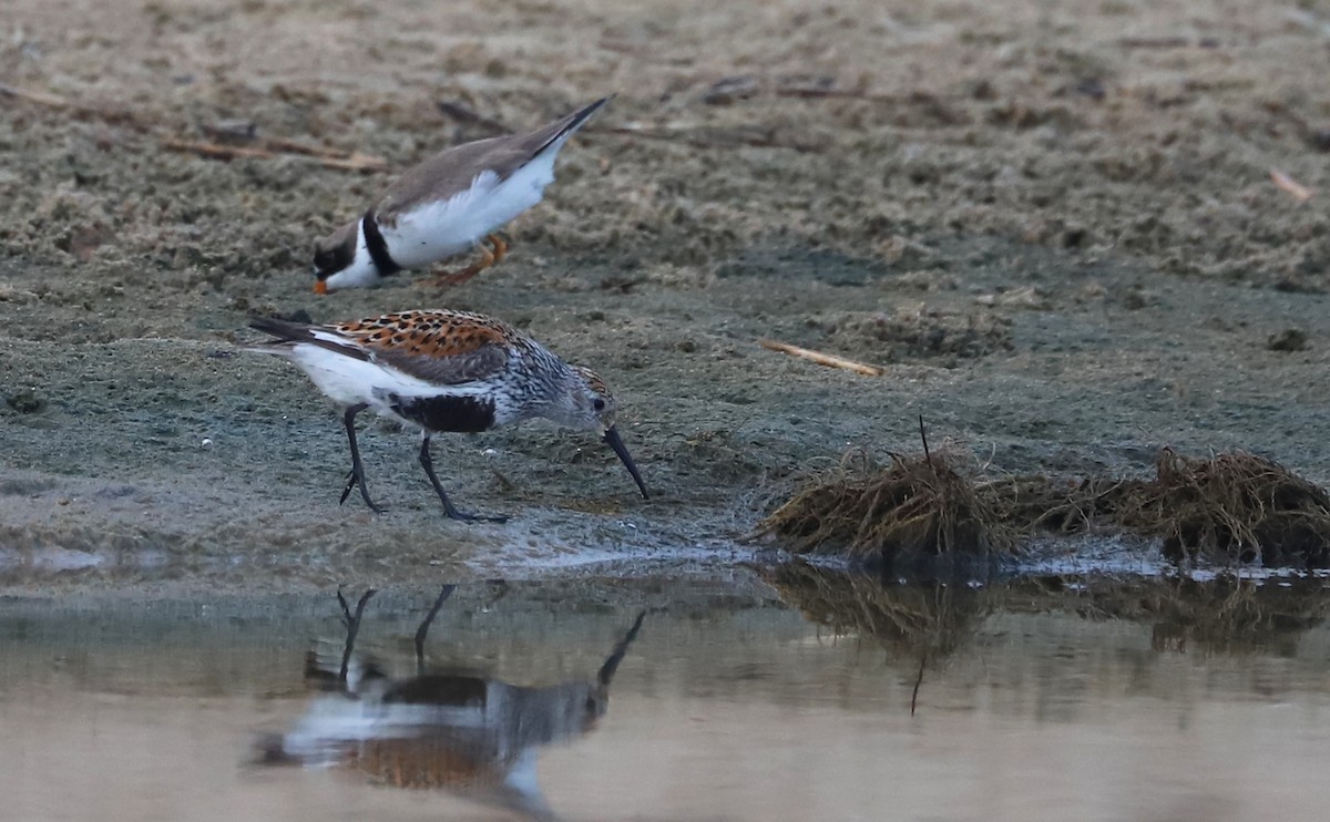 Dunlin - Rob Bielawski