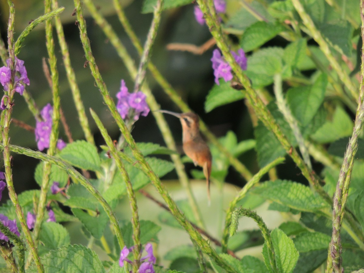 Stripe-throated Hermit - Roger Lambert