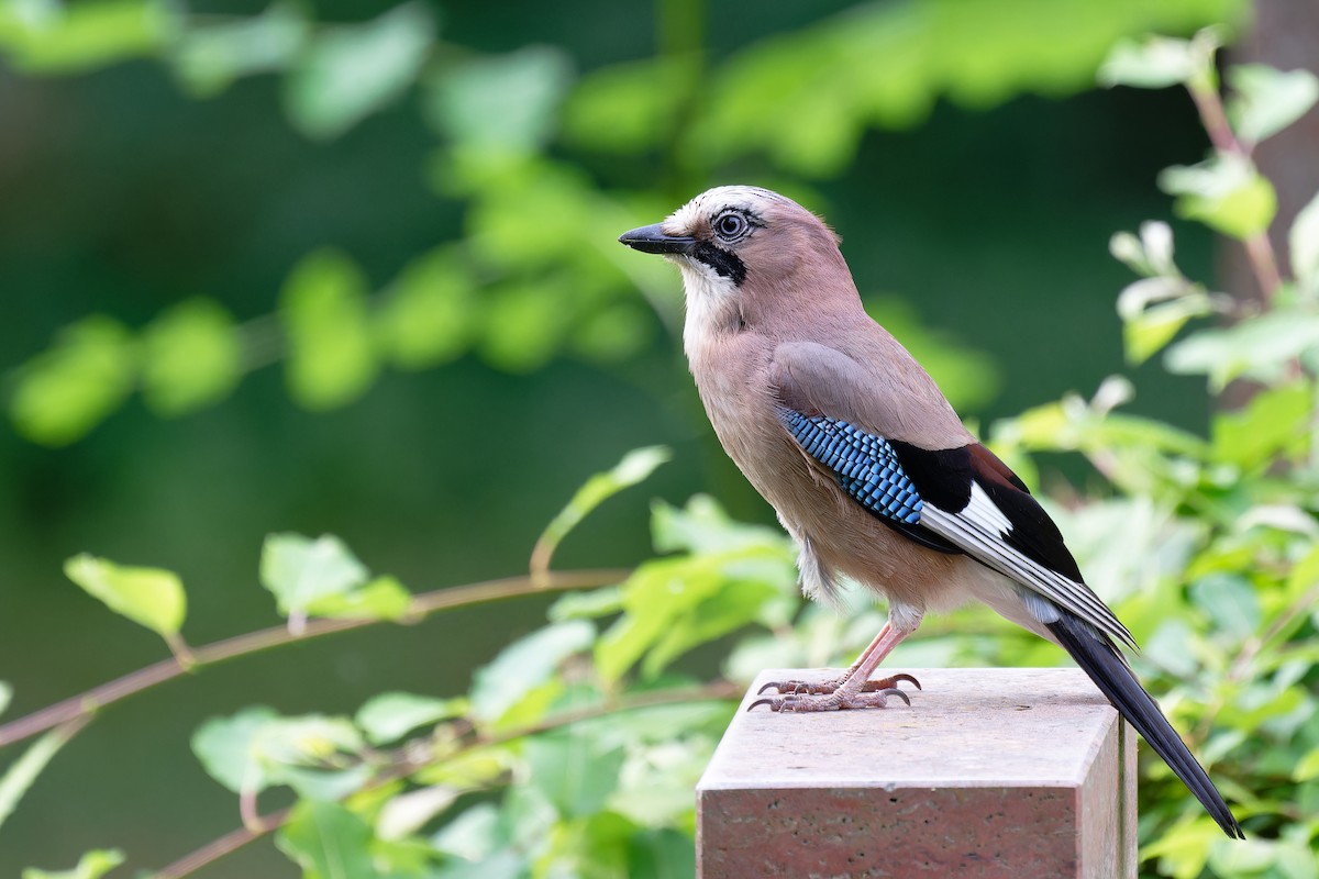 Eurasian Jay - Andreas Stadler