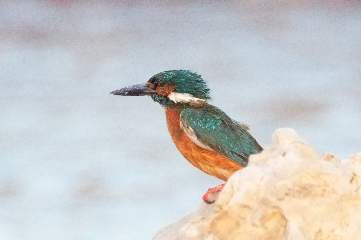 Martín Pescador Común - ML619581955