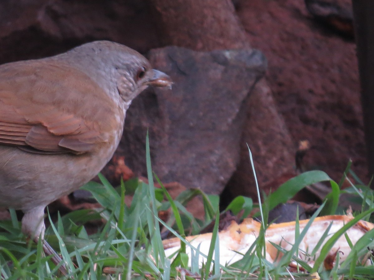 Pale-breasted Thrush - Rafael Coloda