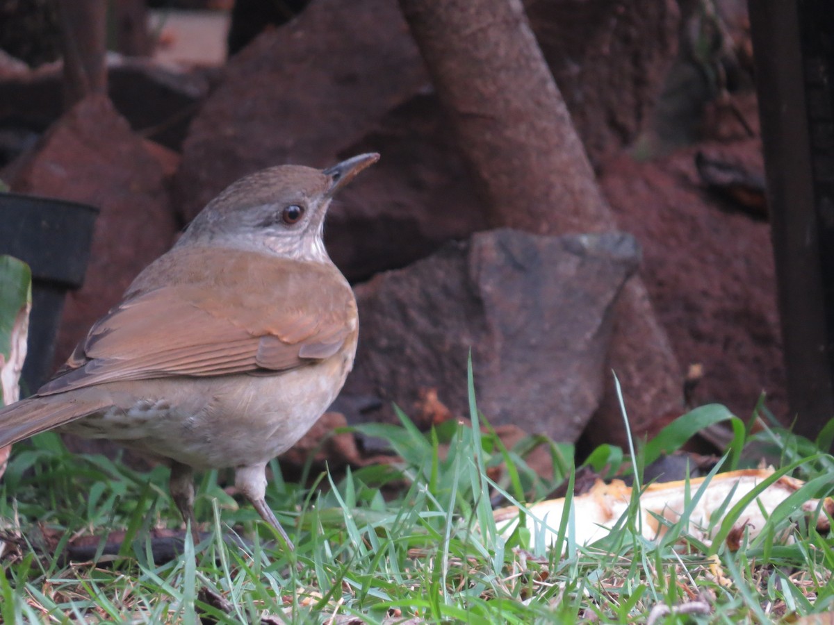 Pale-breasted Thrush - Rafael Coloda