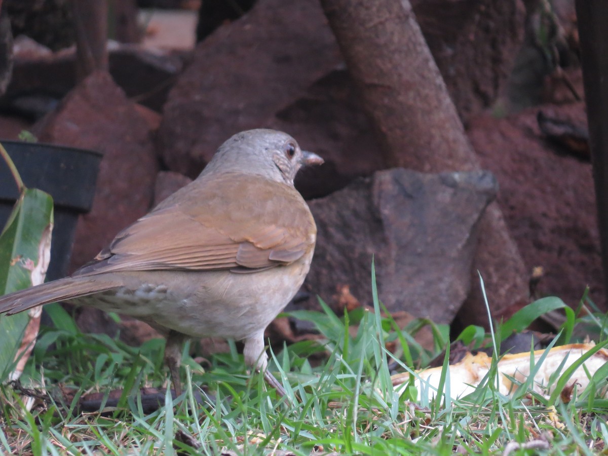 Pale-breasted Thrush - Rafael Coloda