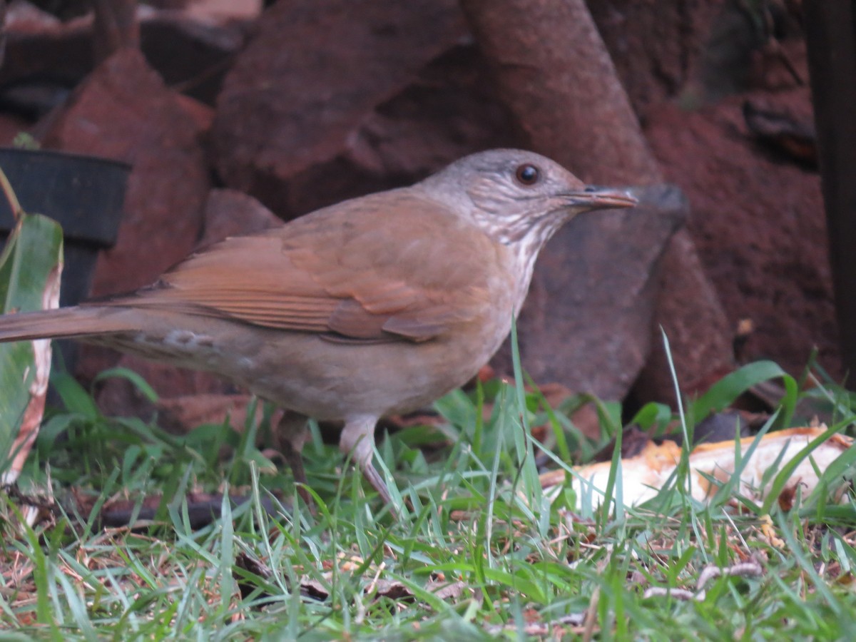 Pale-breasted Thrush - Rafael Coloda