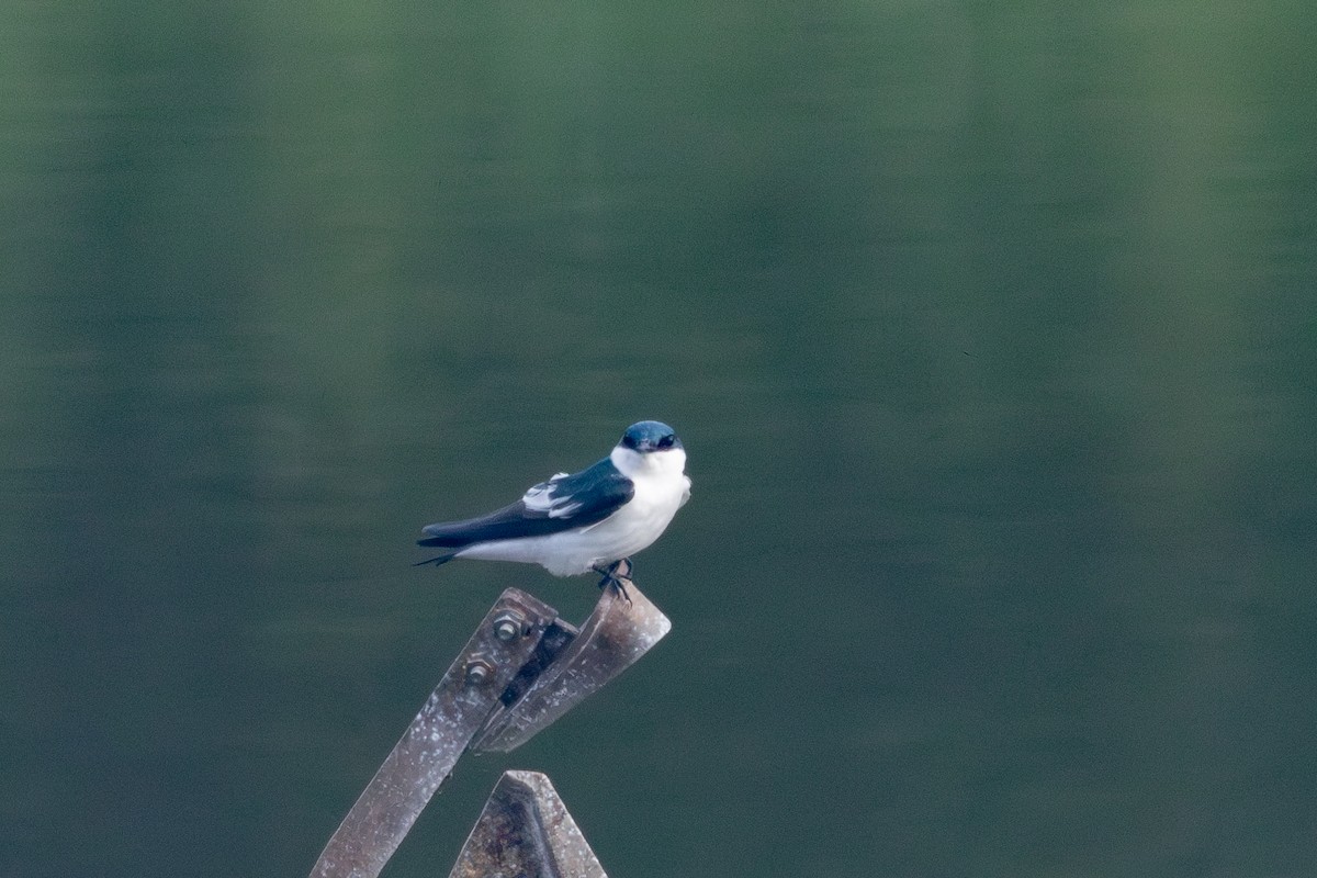 White-winged Swallow - Gustavo Dallaqua