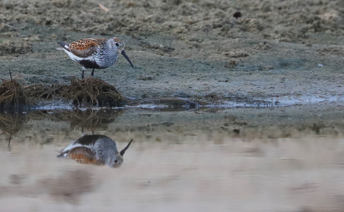 Dunlin - Rob Bielawski