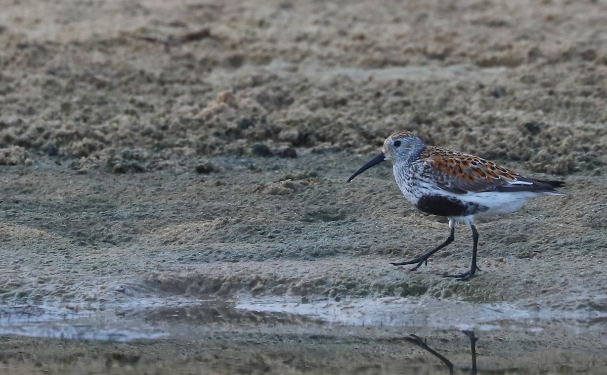 Dunlin - Rob Bielawski