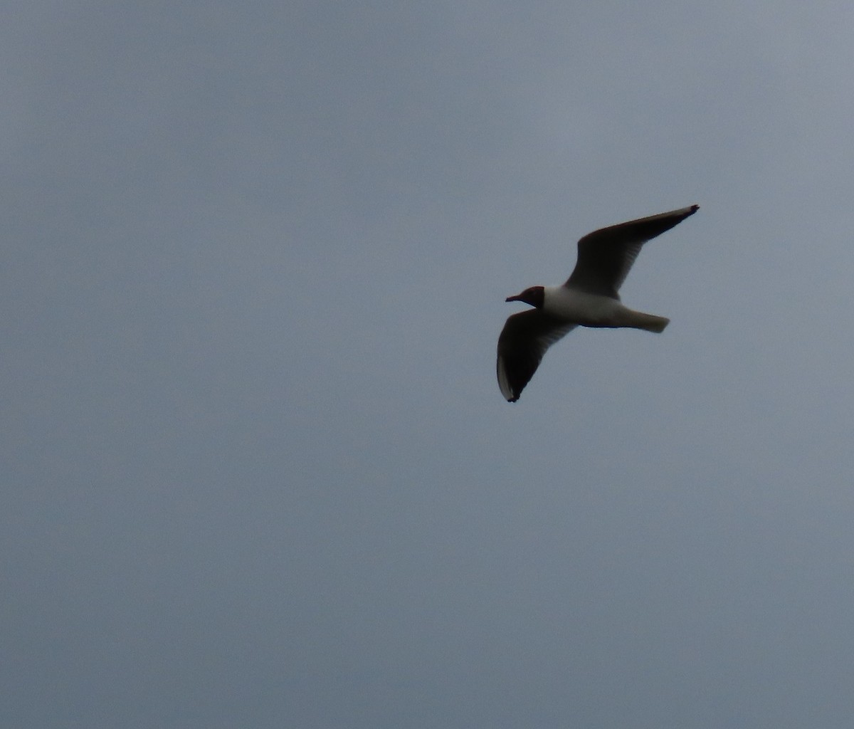 Black-headed Gull - Robert Theriault