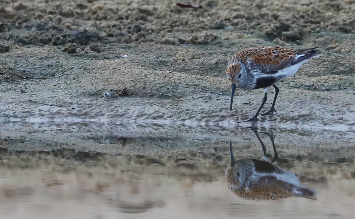 Dunlin - Rob Bielawski