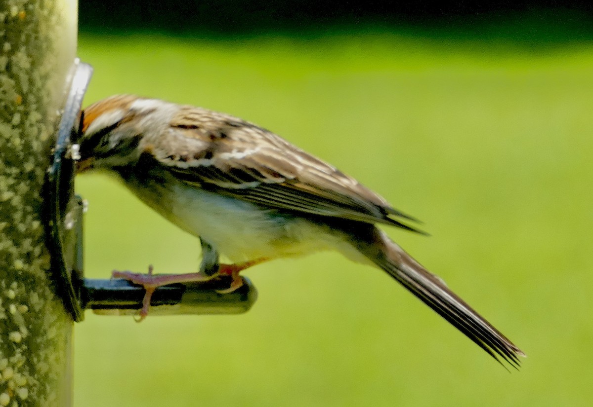 Chipping Sparrow - Connee Chandler