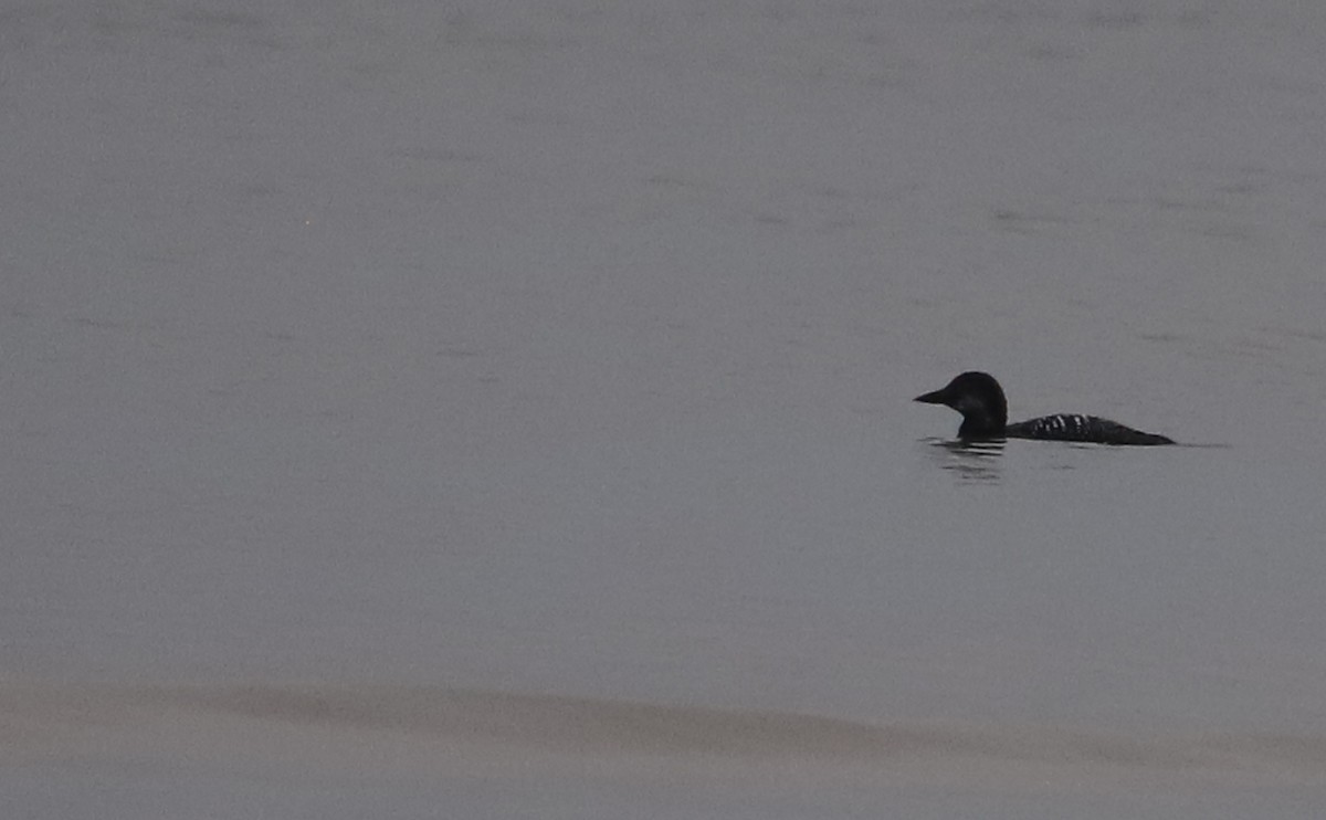 Common Loon - Rob Bielawski