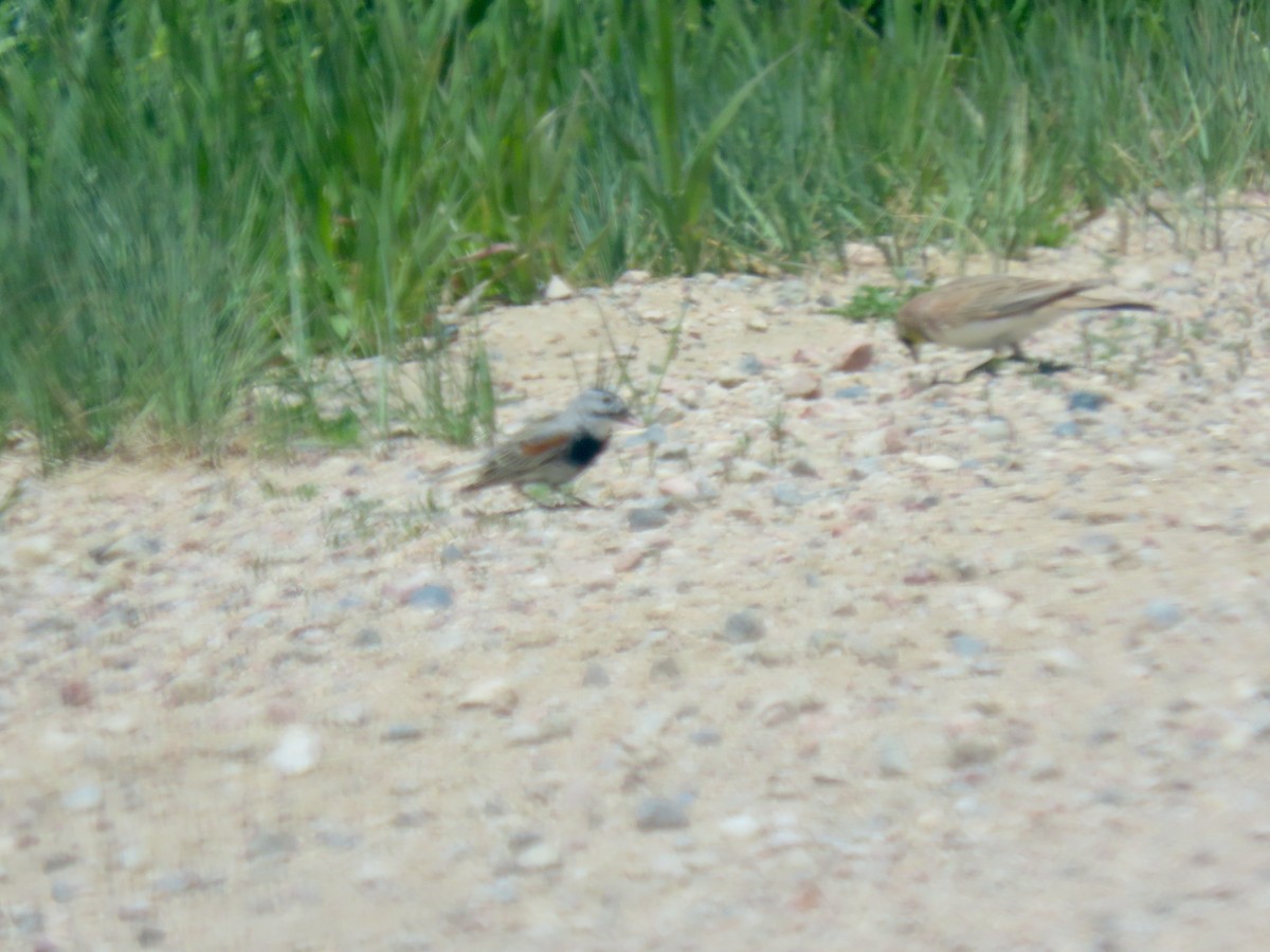 Thick-billed Longspur - ML619582010