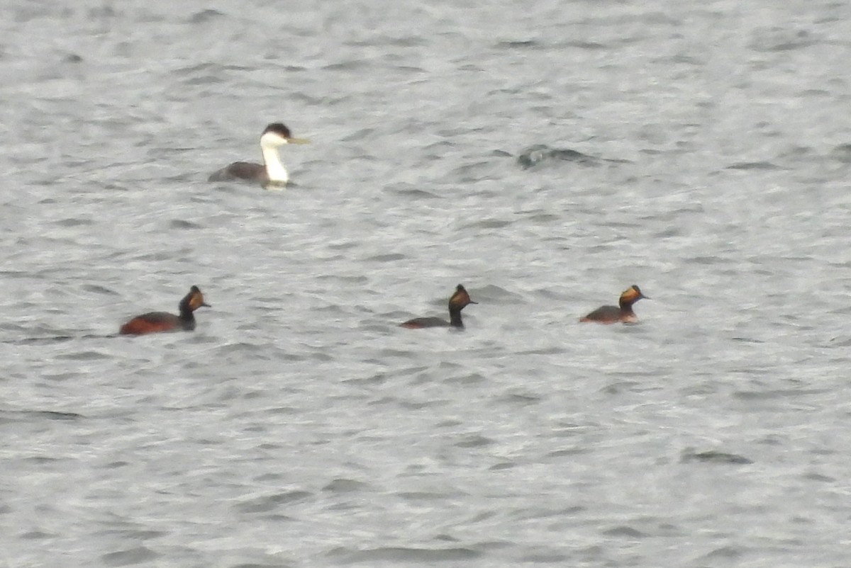 Eared Grebe - Brad Vissia