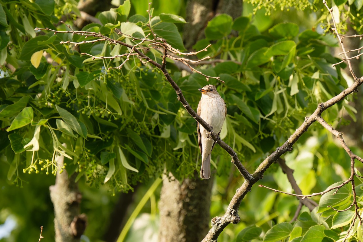 Spotted Flycatcher - Andreas Stadler