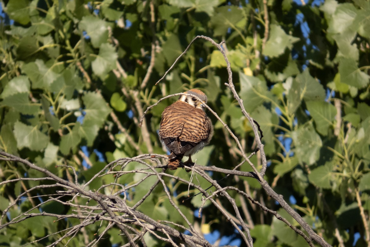 American Kestrel - Kathy Snyder