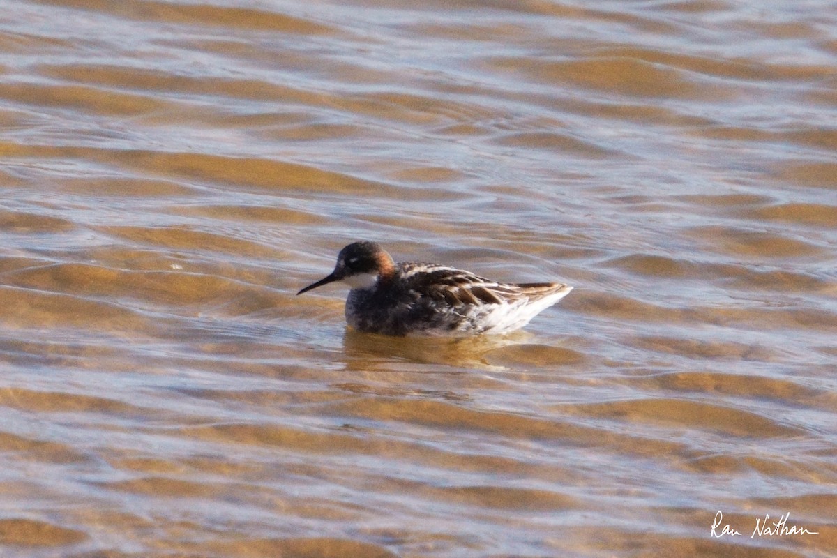 Red-necked Phalarope - Ran Nathan