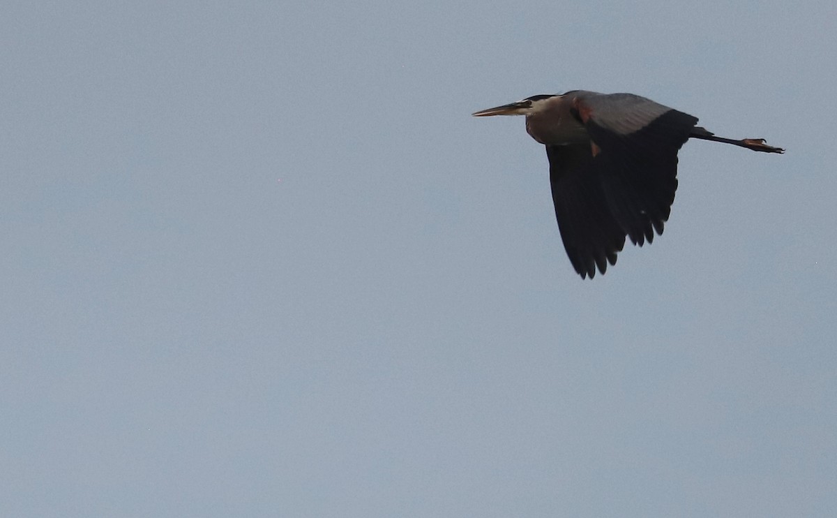 Great Blue Heron (Great Blue) - Rob Bielawski