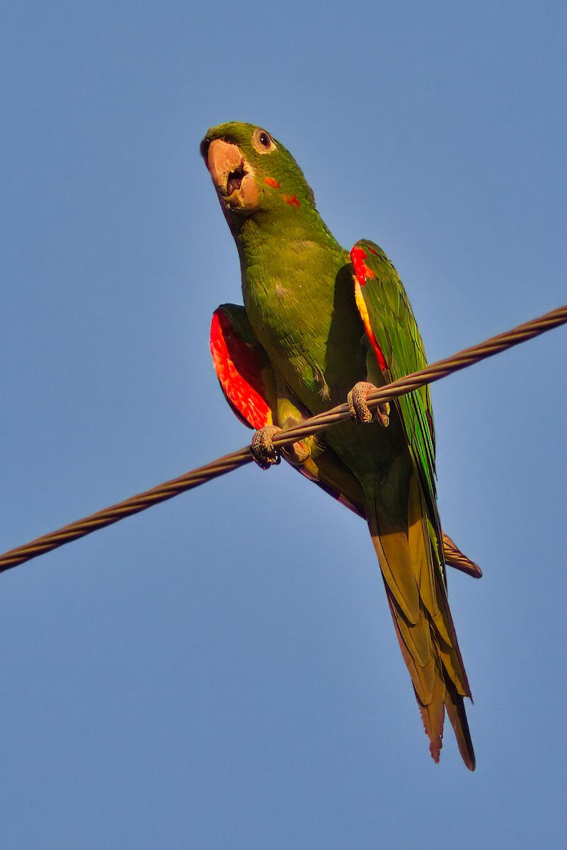 White-eyed Parakeet - Dirk Engelen